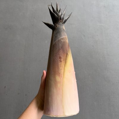 Bamboo Shoot