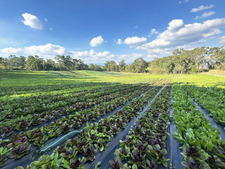 Ramarro-Farm-Radicchio